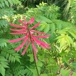 Erythrina herbacea 花