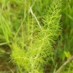 Pimpinella anisum Feuille