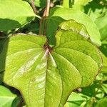 Dioscorea polystachya Hoja