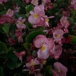 Begonia x semperflorens Λουλούδι