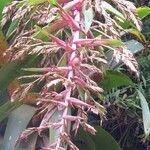 Tillandsia australis Flor
