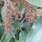 Leucothoe fontanesiana Fruit