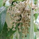 Combretum kraussii Flower