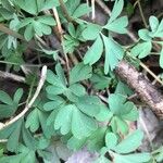 Corydalis × hausmannii Leaf