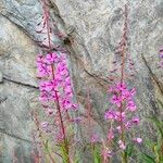 Epilobium angustifoliumFleur