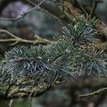 Abies procera Лист