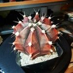 Gymnocalycium mihanovichii Hostoa