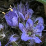 Hydrophyllum capitatum Floare