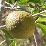 Strychnos madagascariensis Fruit