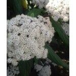 Viburnum rhytidophyllum Flower