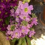 Matthiola incana Flower