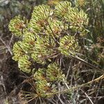 Thapsia garganica Fruit