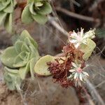 Aeonium goochiae Цвят