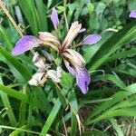 Iris foetidissima 花