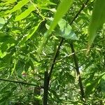 Tetradium daniellii Habitus