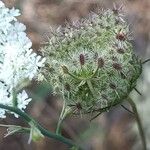 Daucus muricatus Mbuma
