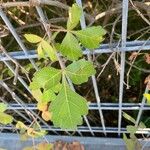 Rhus aromatica Leaf