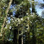 Magnolia salicifolia Plante entière