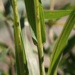 Bromus suksdorfii പുറംതൊലി