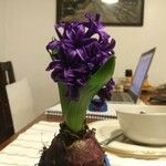 Hyacinthus orientalisFlor