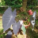 Colocasia esculentaBlad