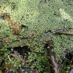 Spirodela punctata Habit