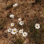 Leucanthemum graminifolium Цвят