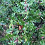 Rhus microphylla Vivejo