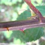 Rubus montanus Rinde