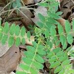 Zanthoxylum rhoifolium पत्ता