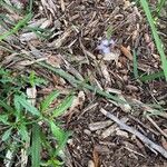 Verbena officinalisFlower