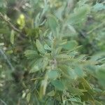 Osyris lanceolata Leaf