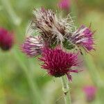 Cirsium rivulareVirág