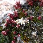 Sedum andegavense 花