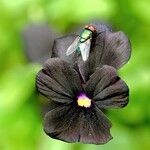 Viola cornuta Flower