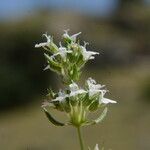 Thymus zygis Flower