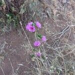 Talinum portulacifolium Kvet