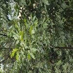 Ekebergia capensis Φύλλο