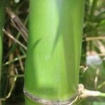 Bambusa vulgaris Кора