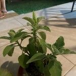 Coleus barbatus Leht