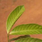 Funtumia africana Folio