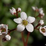 Micranthes californica Flor