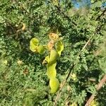 Mimosa aculeaticarpa Fruit