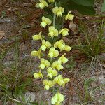 Baptisia bracteata Habit