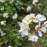 Erucastrum nasturtiifolium Fleur