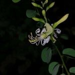 Bauhinia rufescens Flor