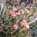 Euonymus japonicus Ffrwyth