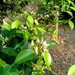 Citrus × aurantiifolia Kvet