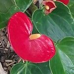 Anthurium andraeanum Bloem