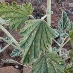 Sphaeralcea parvifolia 葉